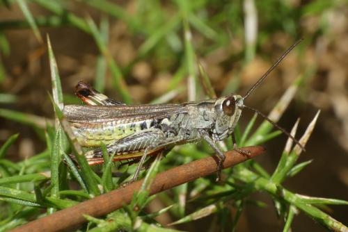 Chorthippus armoricanus
